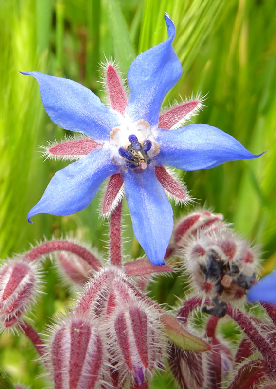 Borago officinalis - Boraginaceae